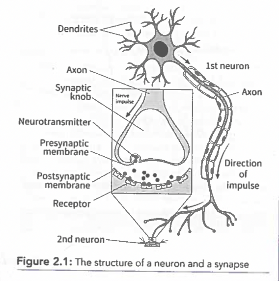 AS Psychology